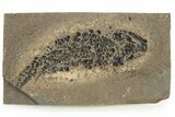 Devonian Lobed-Fin Fish (Osteolepis) Fossil - Scotland #231963-1